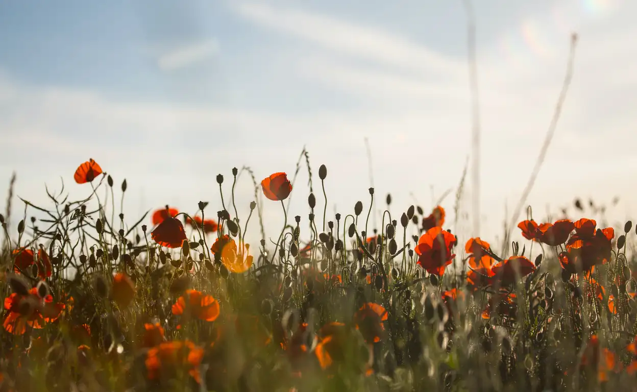 Klaprozen bij zonsondergang