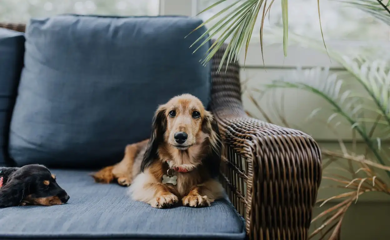 Een hondje op de bank