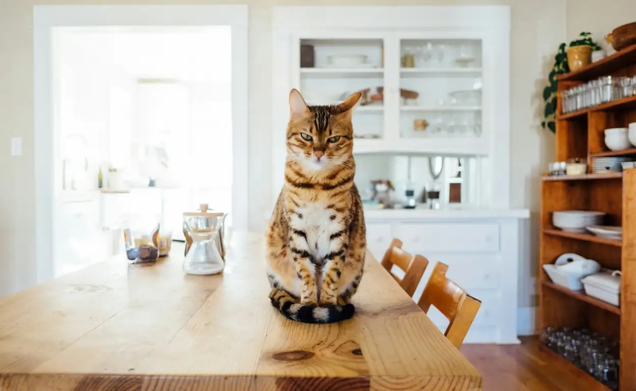 Een bruine kat op een houten tafel.