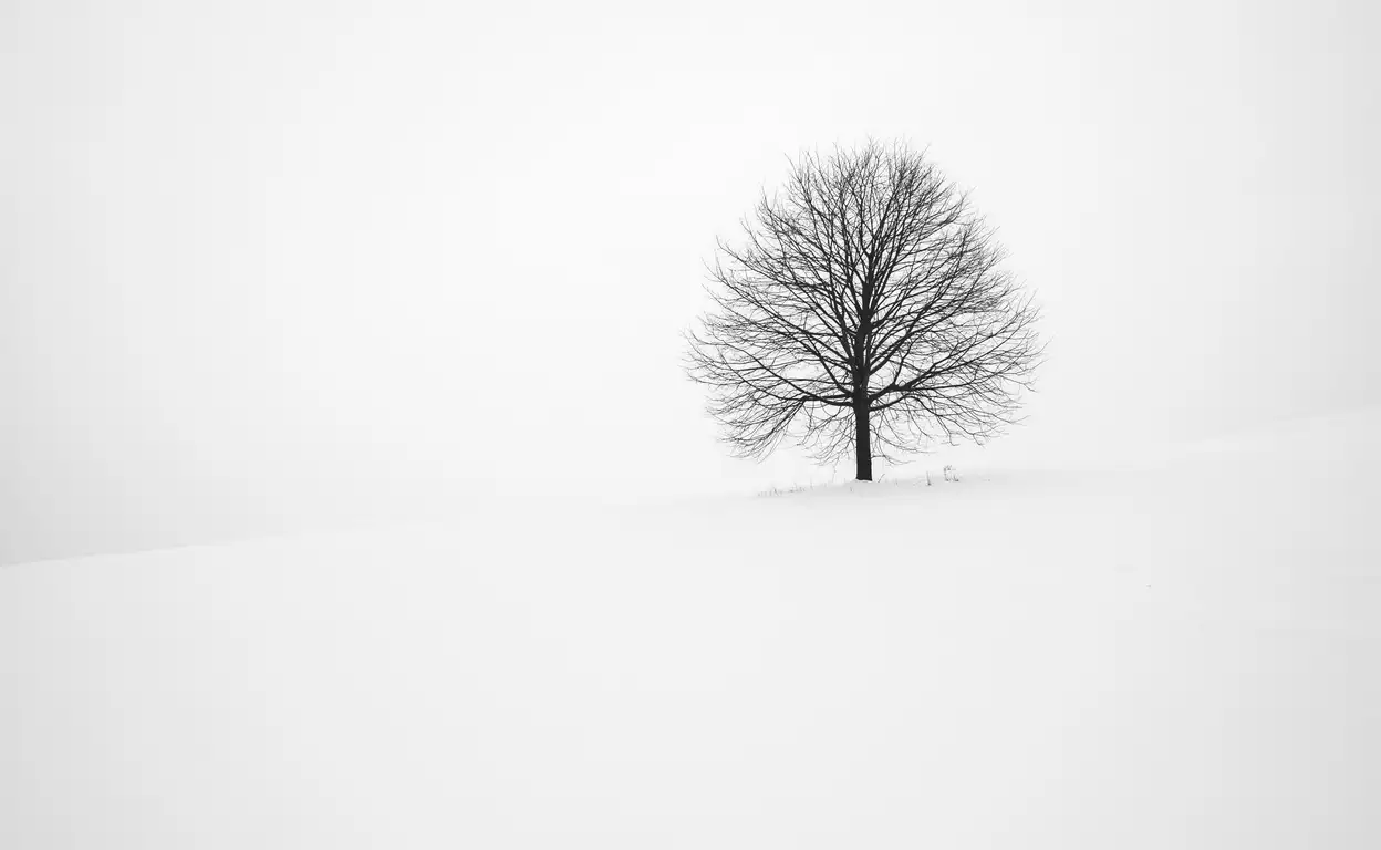 Een boom in de winter met sneeuw
