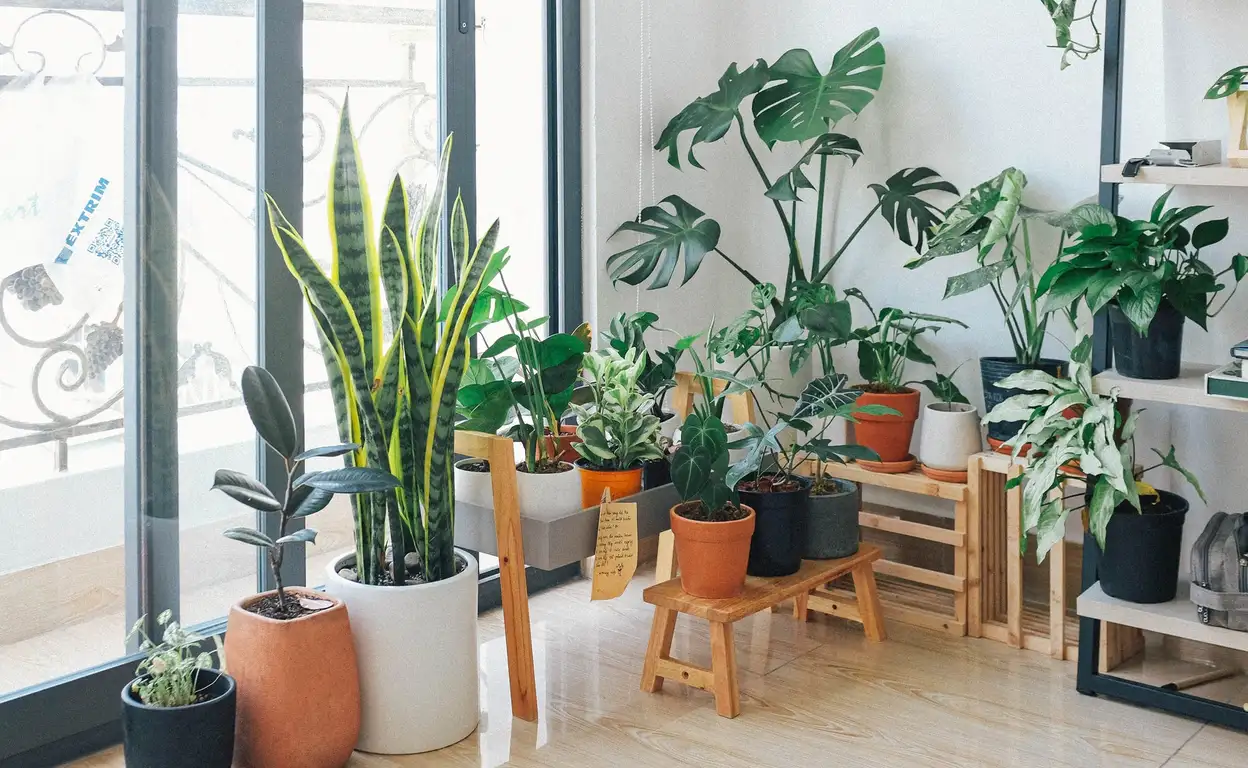 een aantal kamerplanten bij elkaar