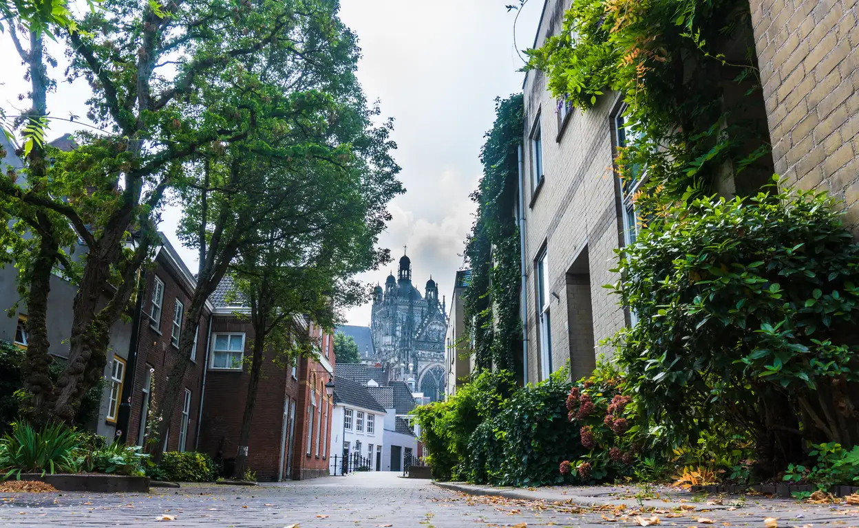 Aangezicht van den bosch