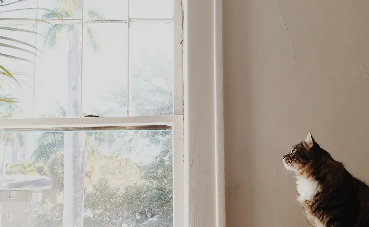 Een openstaand raam met een kat die ervoor zit