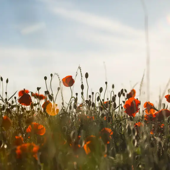Klaprozen bij zonsondergang