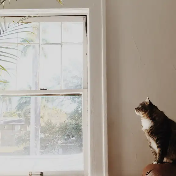 Een openstaand raam met een kat die ervoor zit