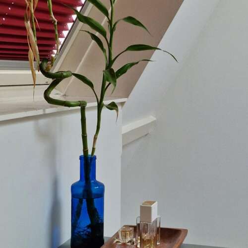 Foto #48 Appartement Groot Hertoginnelaan Den Haag