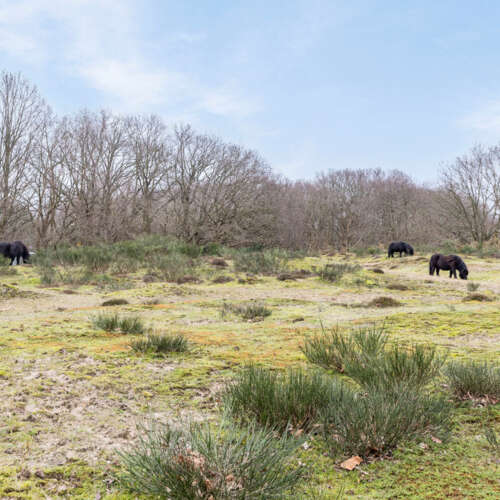 Foto #57 Appartement De Savornin Lohmanlaan Den Haag