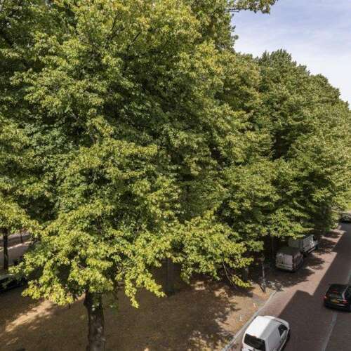 Foto #9 Appartement Lange Voorhout Den Haag