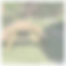 Foto #21 Huurwoning Korhoenlaan Harderwijk