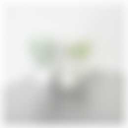 Foto #5 Kamer Frans Bekkerstraat Rotterdam