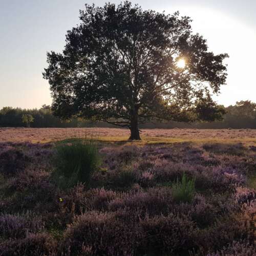 Foto #49 Huurwoning Poolsterstraat Hilversum