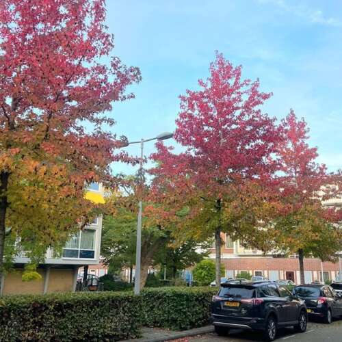 Foto #39 Appartement Dirk Schäferstraat Amsterdam