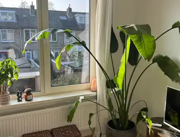 Foto #2 Appartement Manus Peetstraat Amstelveen