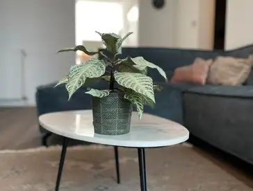 Foto #4 Appartement Julianalaan Beek