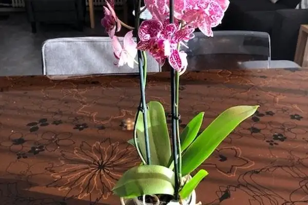 Foto #18 Appartement Burgemeester Hazenberglaan Rotterdam