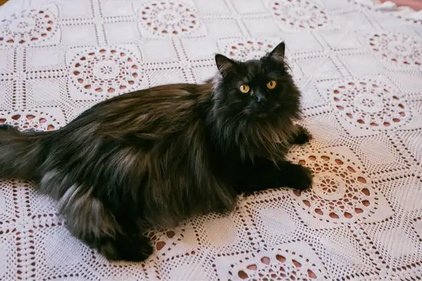 Foto #24 Appartement Jaap Edendreef Utrecht