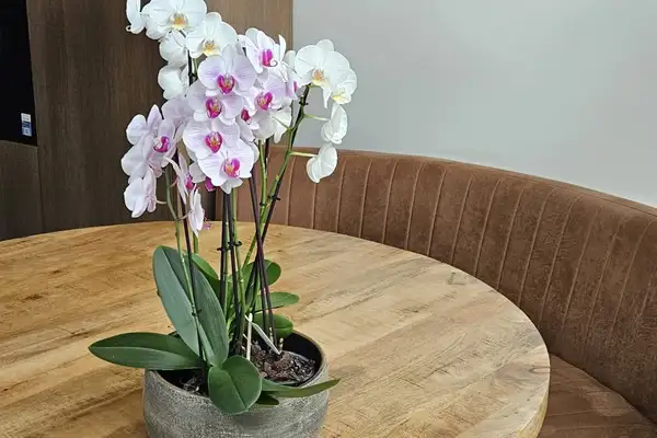 Foto #18 Huurwoning Barend Cohenstraat Breda