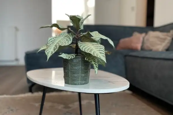 Foto #4 Appartement Julianalaan Beek