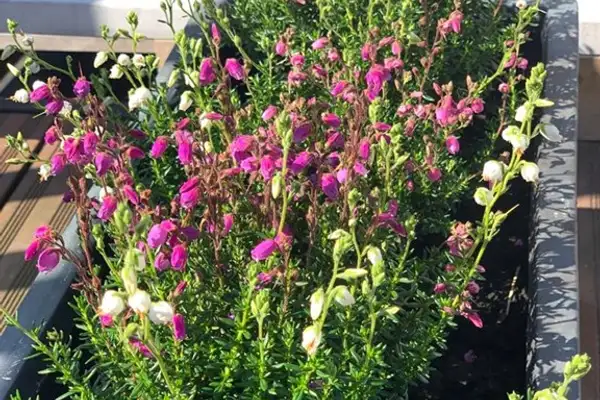 Foto #18 Appartement Van Ostadestraat Amsterdam