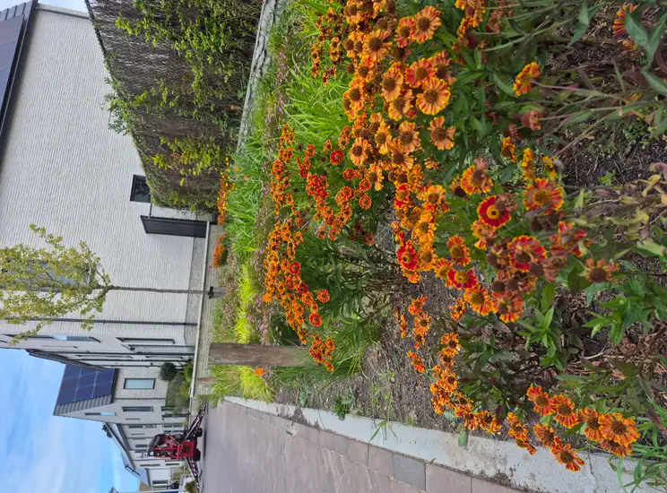 Foto #0 Huurwoning Stijging Eindhoven