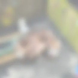 Kamer Foto #0 te huur bij Huurstunt