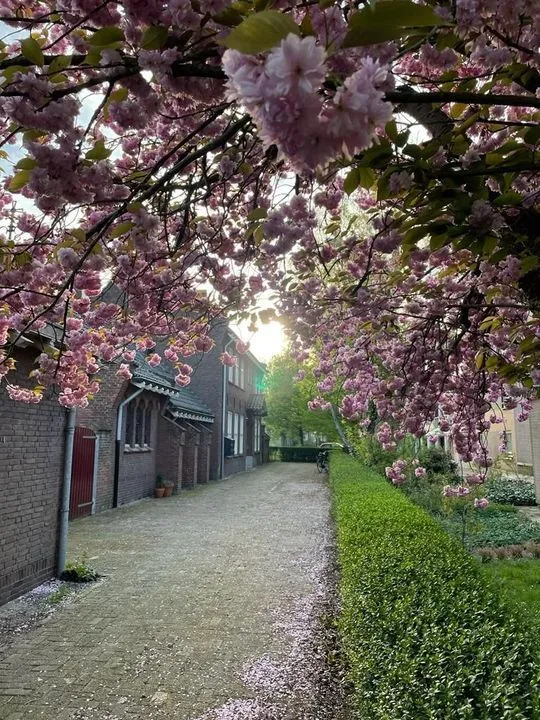 Foto #0 Appartement Oranjeboomstraat Breda