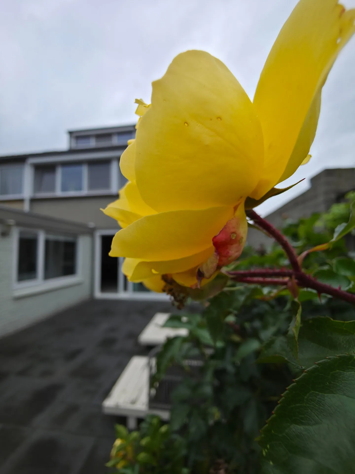 Foto #32 Huurwoning Amethistdijk Roosendaal