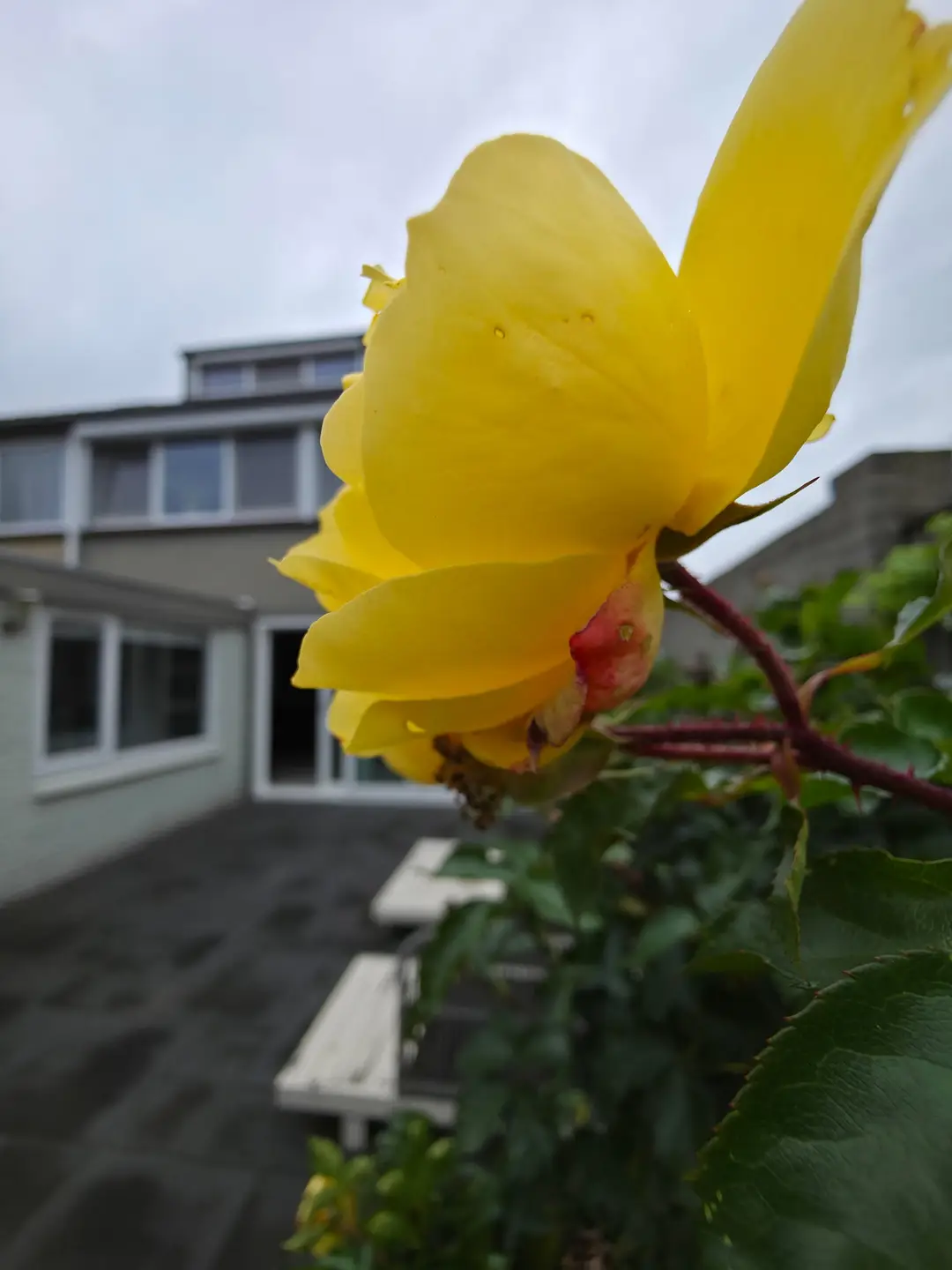 Foto #32 Huurwoning Amethistdijk Roosendaal